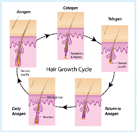 Hair Growth Chart